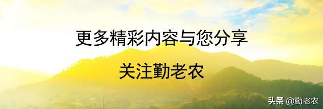 猪、藕、小龙虾、大棚菜种养结合模式详解