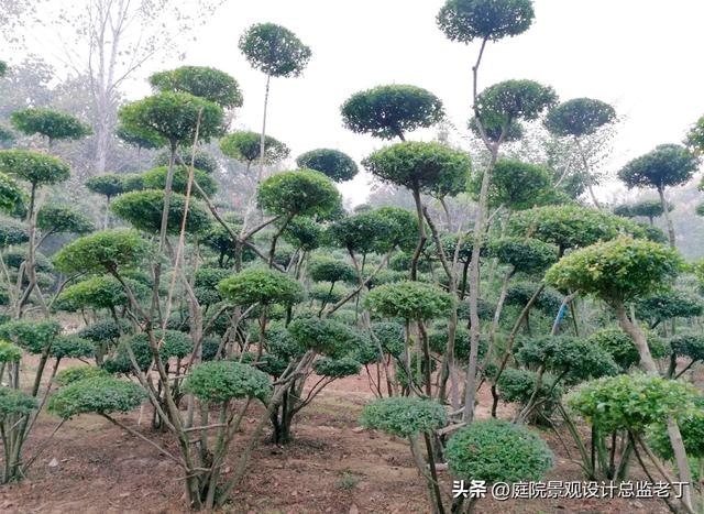 庭院常用高档植物—小叶女贞