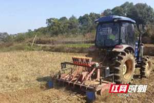 热地方种植什么水果(东安县横塘镇：秋冬种植正当时 播出乡村新绿景)