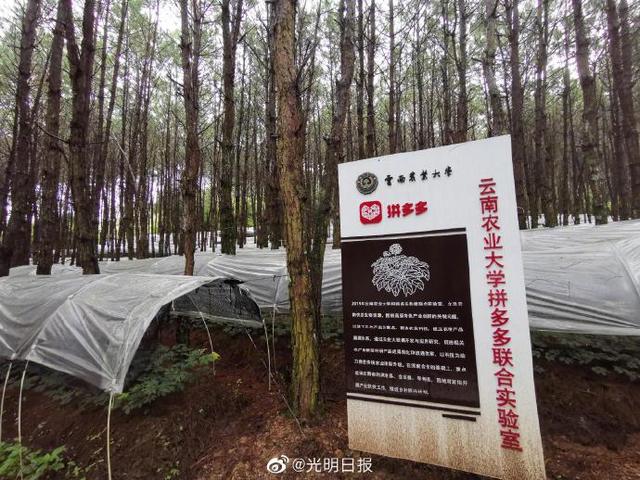 云南澜沧县：林下三七种植让群众阔步致富奔小康