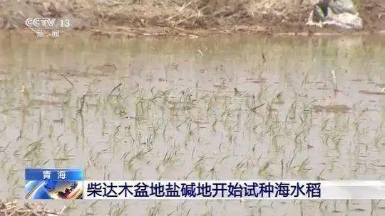 了不起！袁隆平团队在柴达木盆地盐碱地试种“海水稻”