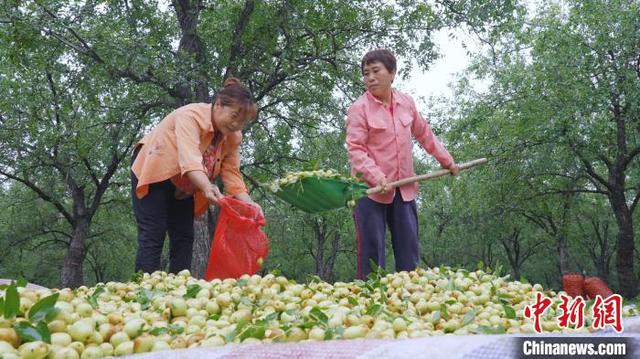 河北武邑三万余株古枣树焕发新生机 年经济效益逾千万元