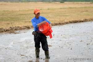 水稻种植施肥(水田（水稻）怎样施肥效果好？建议农民水稻施肥时注意这几点)