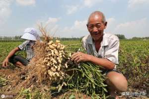 薄膜花生种植(乡亲们，一定要学花生地膜覆盖栽培，这样收成才好)