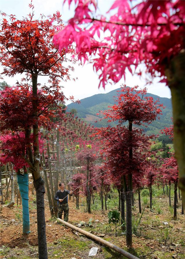 桂林：中国梦追梦人｜种植红枫闯出致富路的陈立桥