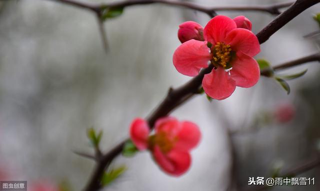 梅花香自苦寒来：盆栽养梅花，做好这几点，春天开花更美艳