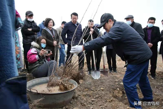 瘠薄山地平欧大果榛子丰产栽培技术探讨