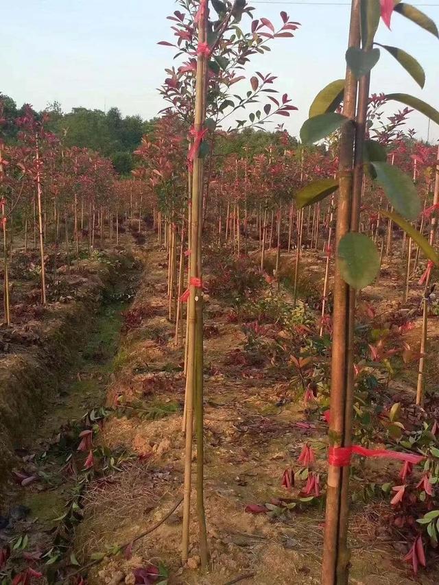 红叶石楠这么种，要愁不够卖