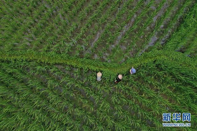 浙江景宁：高山上的“茭白之乡”