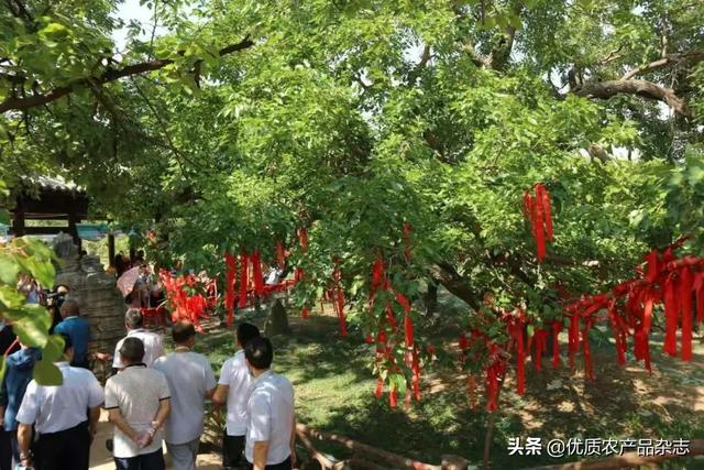 饲料桑产业发展要尽快解决两个问题