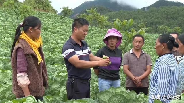 楚雄市树苴乡：培养致富带头人 助力乡村振兴