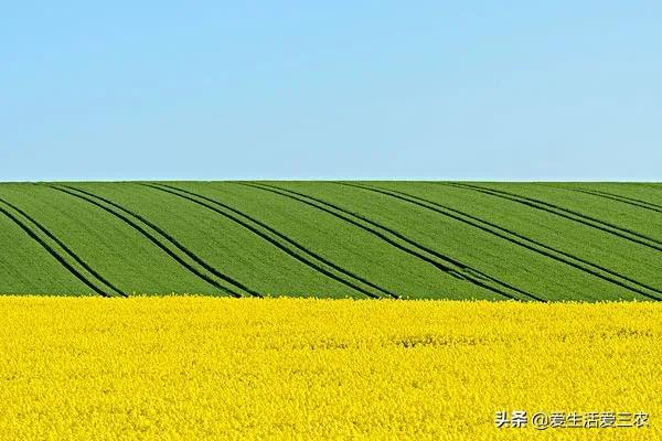 哪些种植项目能亩收益过万元？