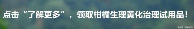 果农问：尿素在柑橘上该如何使用？