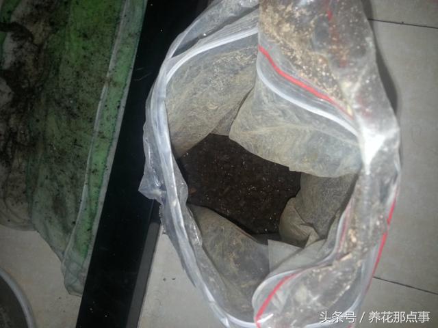 不知道怎么在阳台上种草莓？请收好这篇超详细的草莓种植教程