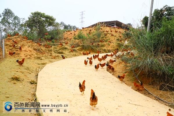 广西平果：林下养鸡有作为，积极助推脱贫攻坚