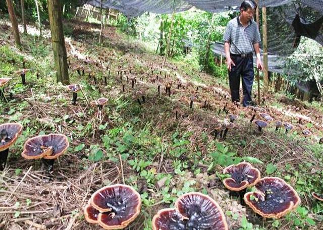 野生灵芝价值高，如何仿野生人工种植？听听种植行家怎么说。