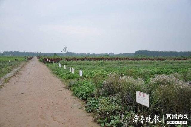 从“盆景”到“风景”济南中药材产业实现转型升级