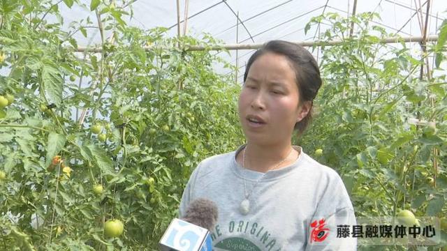 【巾帼风采】90后种植能手戴丽菲：土里掘“金”刨出致富路