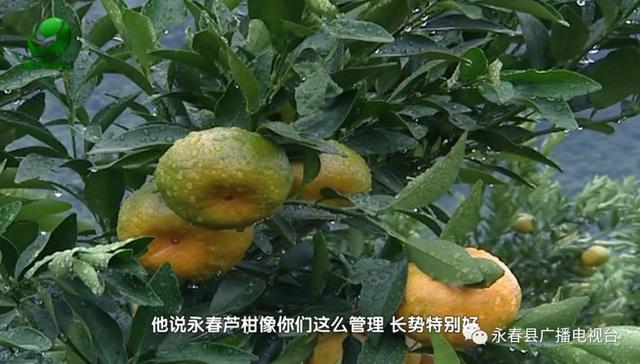 精细化管理催生品牌永春芦柑