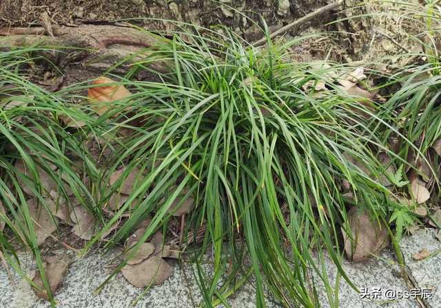 小小麦冬草，在家如何种植养护