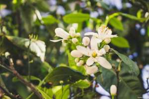 柠檬什么季节种植(柠檬的开花时间)