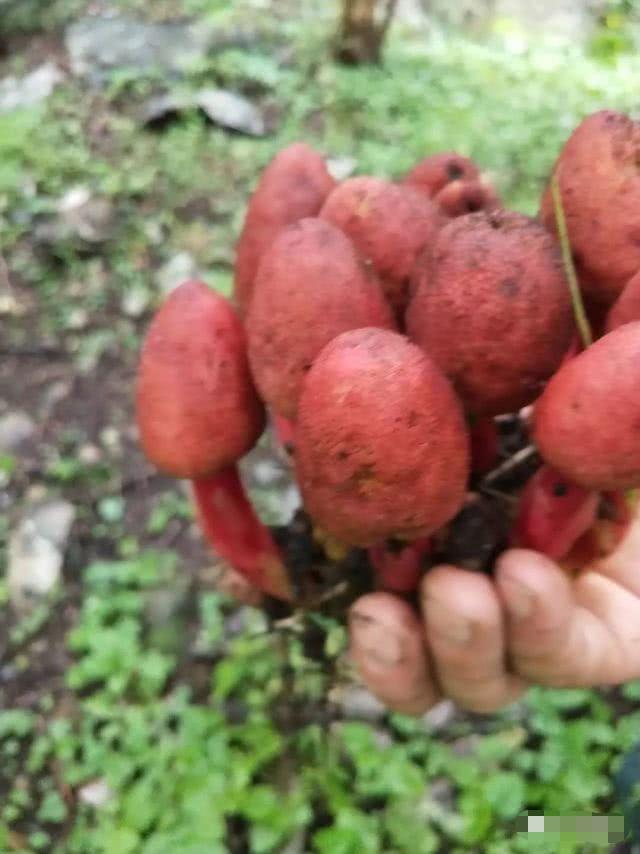 南阳宝天曼发现珍奇名贵中药植物——红冬蛇菰