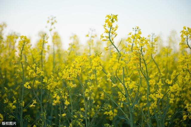 旱地双低油菜高产栽培技术，这些技巧你知道吗？进来学习一下吧