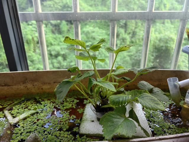 夏日炎炎，阳台种植的水培草莓该如何度过这炎炎夏日