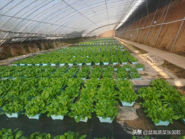 盆栽蔬菜行业2020年现状分析报告，为农业创业人提供参考数据