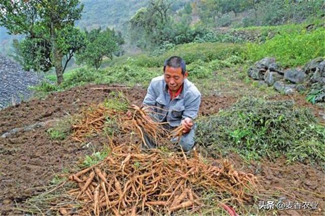 人参播种技术，赶紧掌握起来，让它出现高产