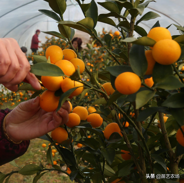 三种适合阳台庭院种植的果树香水柠檬、菲油果、脆皮金桔