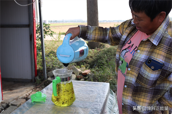 汝南县板店乡：种植绞股蓝 照样能赚钱