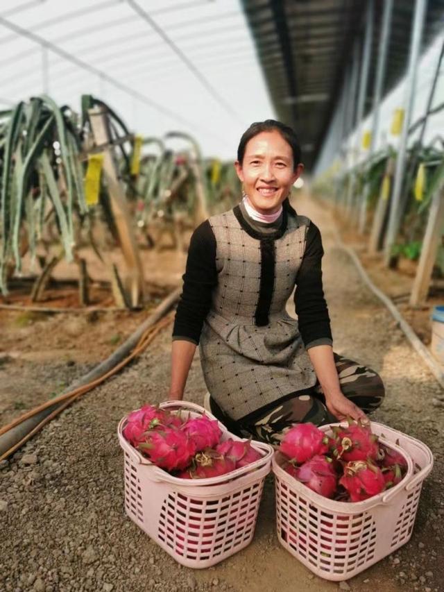 章丘区曹范街道马庄村火龙果喜丰收：富了口袋 甜了生活