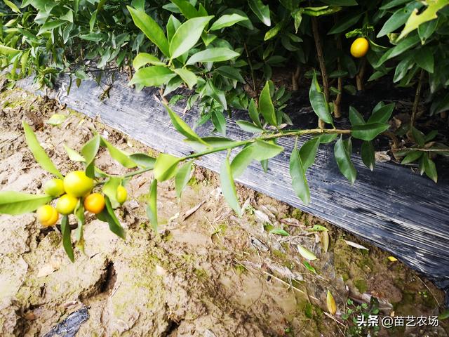 三种适合阳台庭院种植的果树香水柠檬、菲油果、脆皮金桔