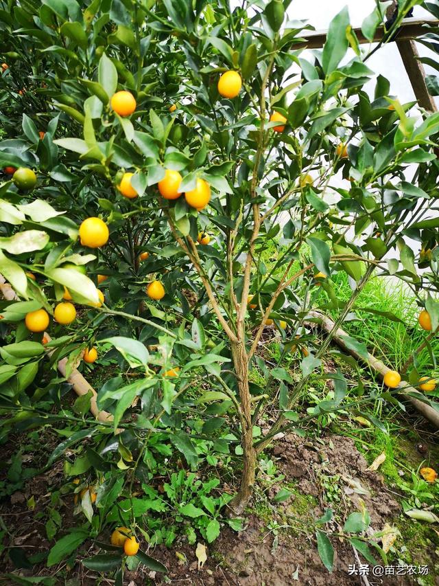 三种适合阳台庭院种植的果树香水柠檬、菲油果、脆皮金桔