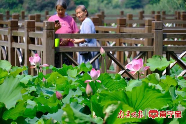 太美了！南湖公园荷花怒放，最佳赏荷攻略看这里！