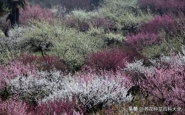 偷浮生半日，品梅兰竹菊，梅兰竹菊四君子的种植方法和技巧