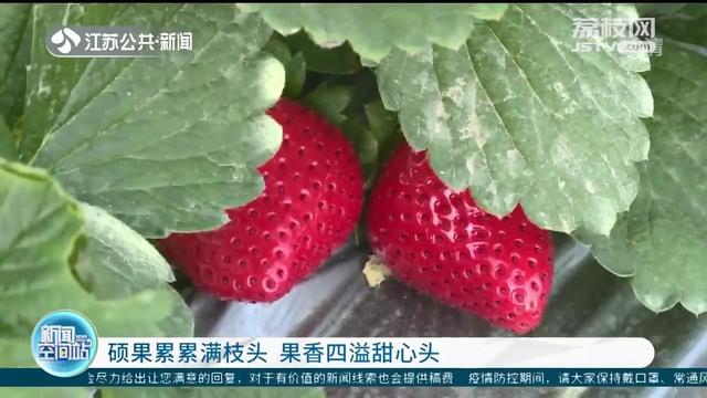 硕果累累满枝头 果香四溢甜心头