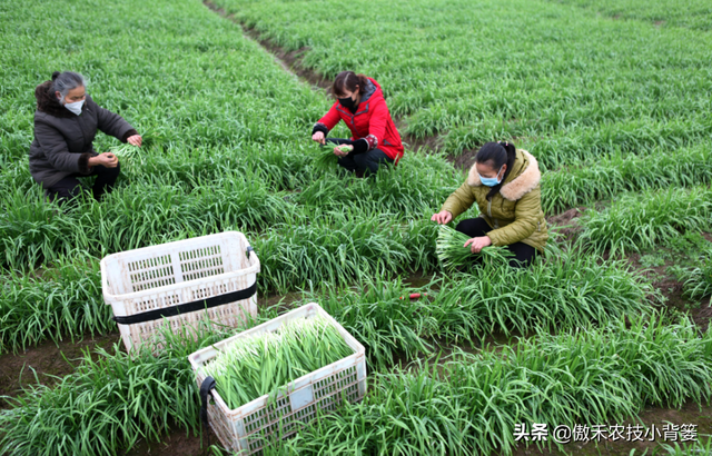 韭菜种植几年后需要重栽？播种和移栽哪种方法好？韭菜啥时间种？