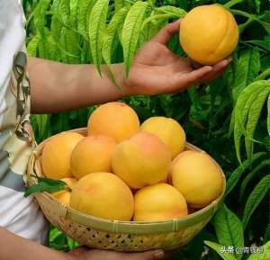 黄桃种植时间(黄桃优质高产栽培技术要点)