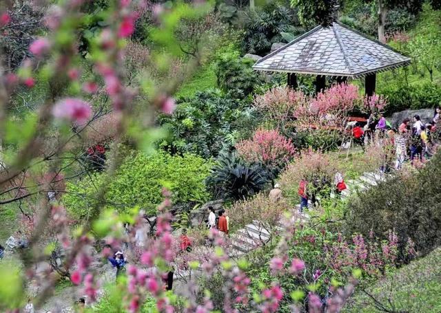 赏花正当时，广东多地花卉迎来盛花期