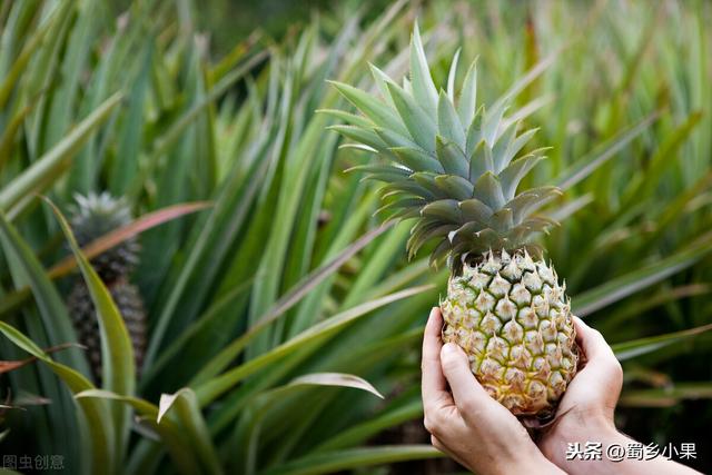 要想种植菠萝年年丰产，根、茎、芽、叶四大生长特性需要掌握