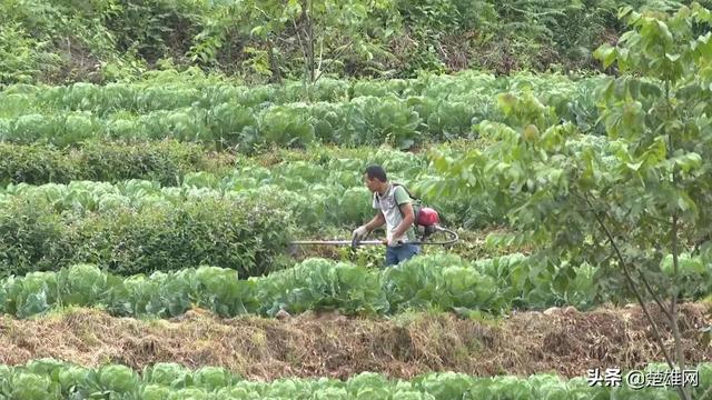 楚雄市树苴乡：培养致富带头人 助力乡村振兴