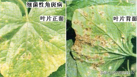 四季豆怎么种植产量高，效益好呢？（内附种植技术要点）