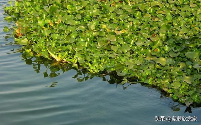 在国外泛滥成灾，中国却要大量种植，美国每年花50亿元难消灭?