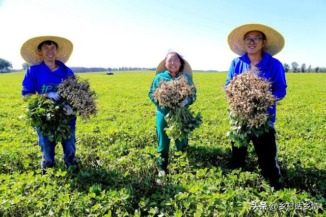 种植花生掌握这几招，果实饱满又高产，是农民丰收的希望