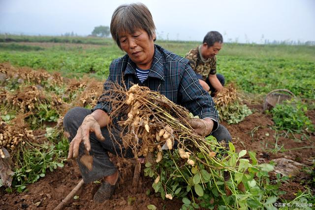 花生种植时间和生长期，带你了解一下！