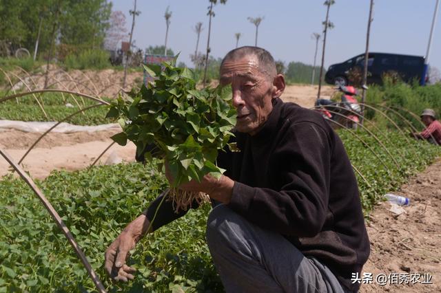 农村人种植红薯，做好3个准备工作，生长期省事还高产