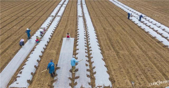 江苏24小时·滚动推送｜太仓市：气雾立体栽培芹菜一年收7茬 亩产5500公斤