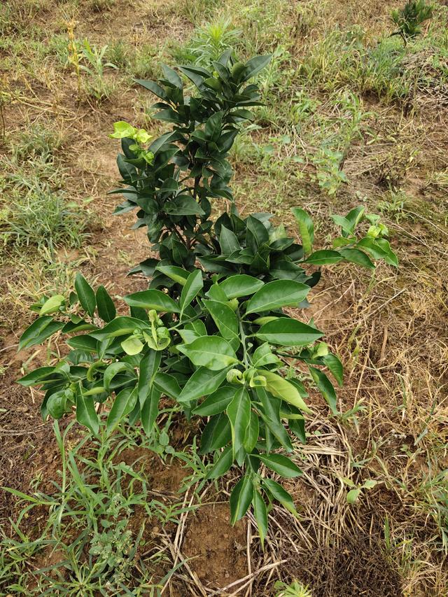 种植脐橙到底是几年后开始挂果，三年还是四年，该怎么样进行管理